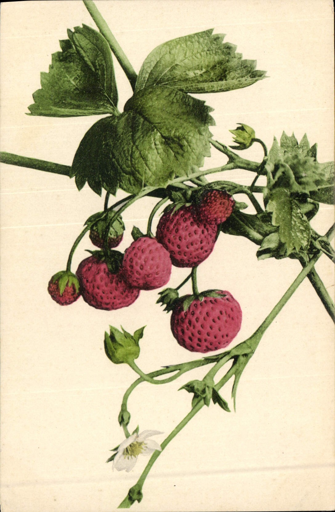 Fraises — illustration botanique — Series Natura a. 7