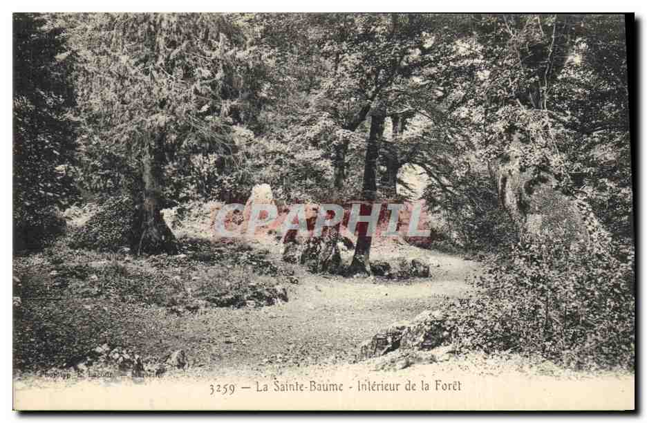 CPA Arbre La Sainte Baume Interieur de la foret 