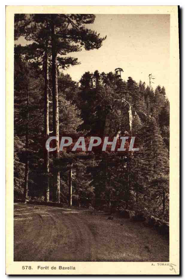 CPA Arbre Foret de Baveila