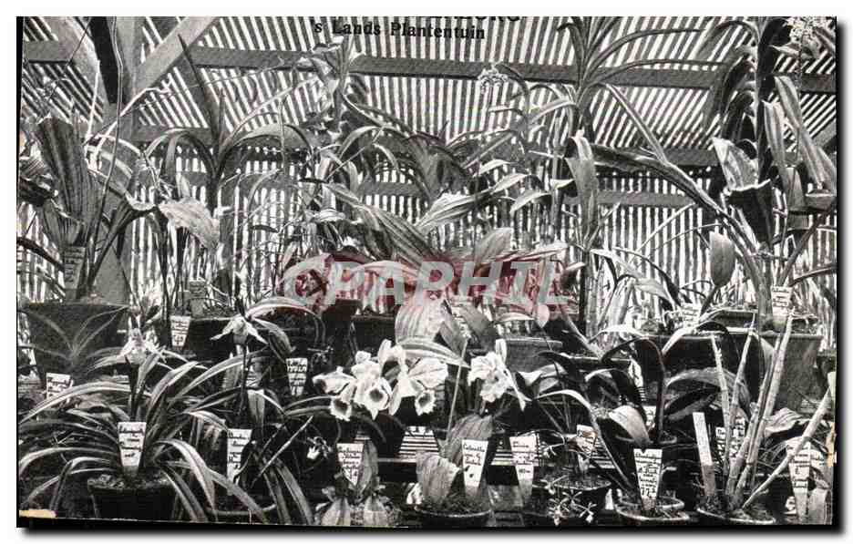 CPA Plantes Java Indonesie 