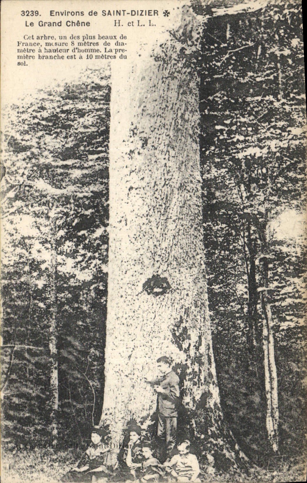 CPA Arbre Environs de Saint Dizier Le grand chene Enfants 