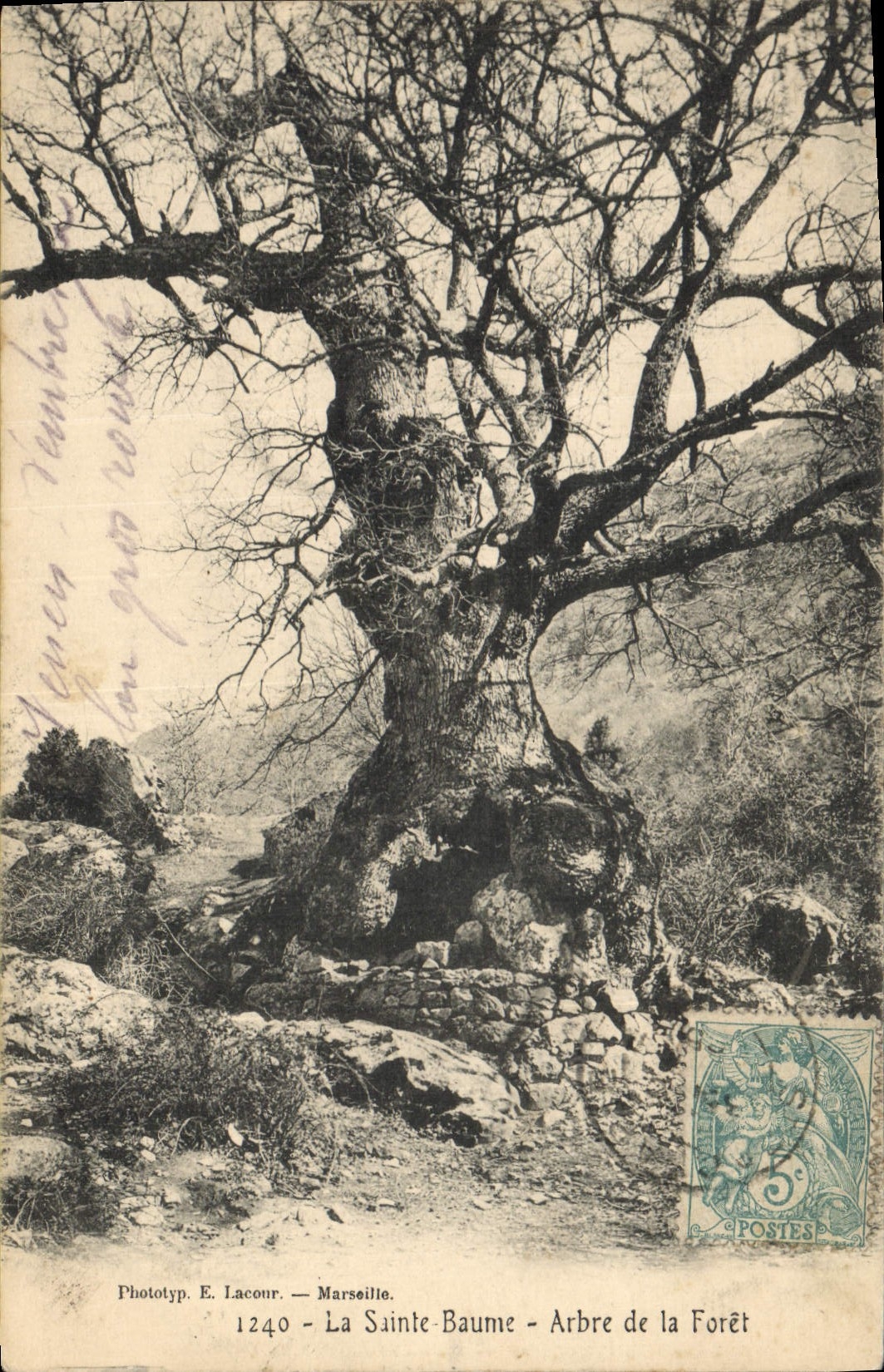CPA Arbre La Sainte Baume Arbre de la foret