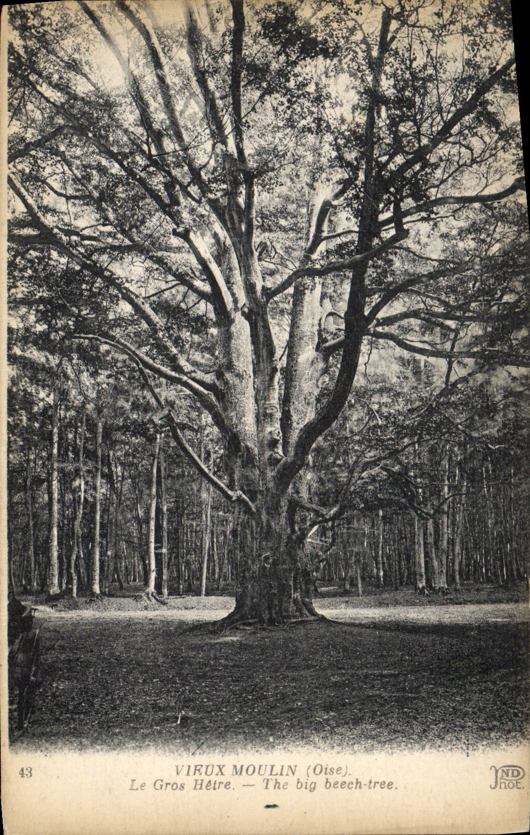 CPA Arbre Vieux Moulin Le gros hetre 