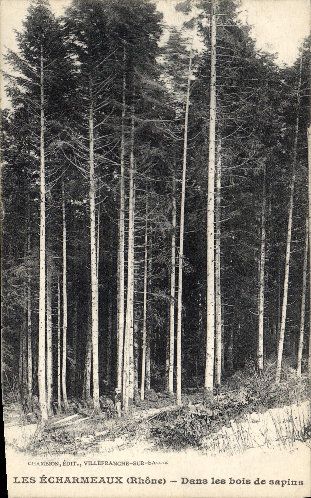 CPA Arbre Les Echarmeaux Dans les bois de sapins