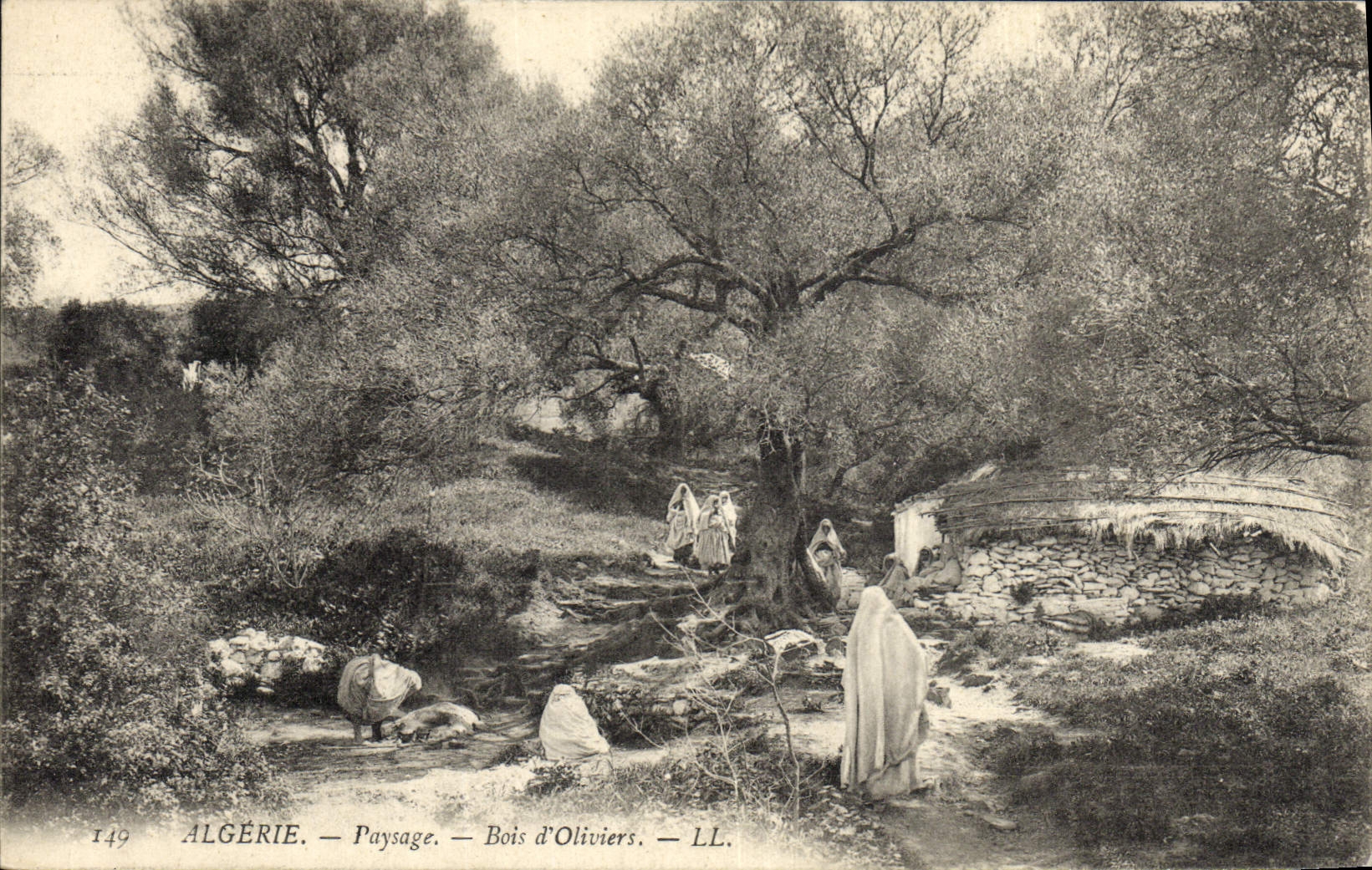 CPA Arbre Algerie Paysage Bois d'oliviers