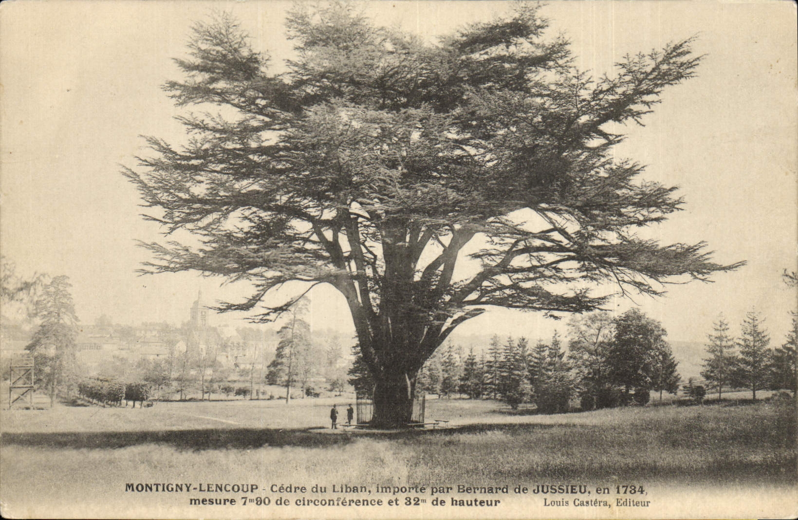 CPA Arbre Montigny Leloup Cedre du Liban 