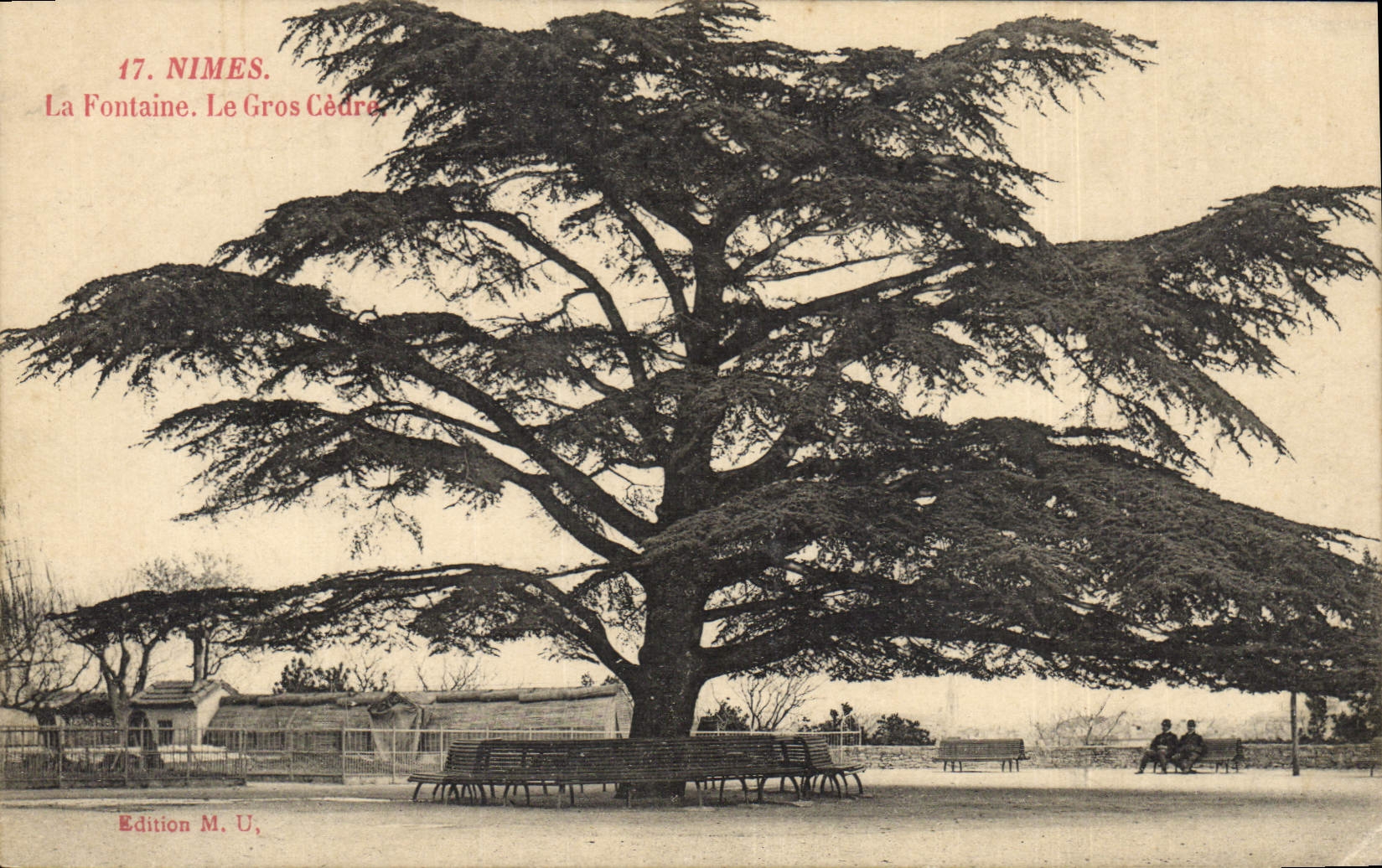 CPA Arbre Nimes Le gros cedre La fontaine