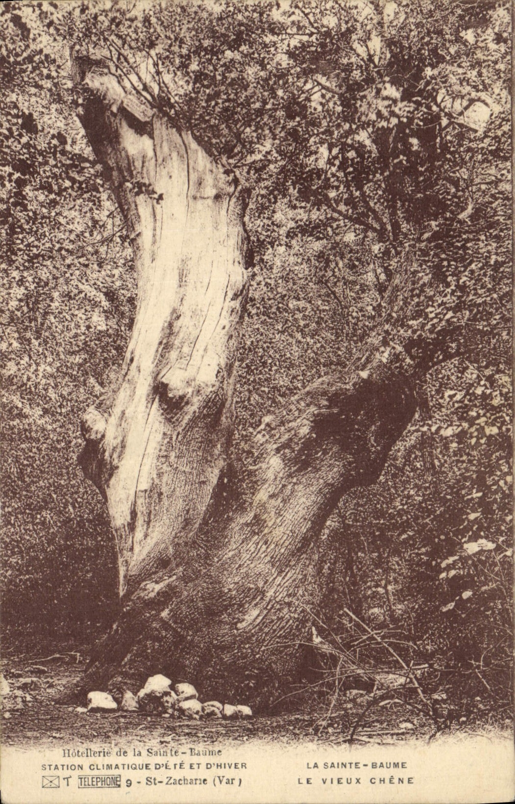 CPA Arbre La Sainte Baume Le vieux chene 