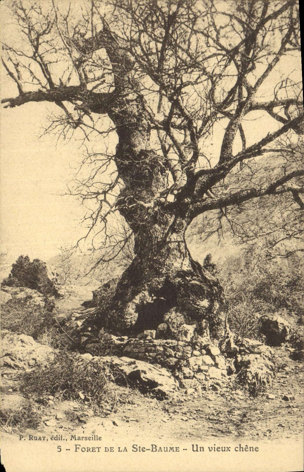 CPA Arbre La Sainte Baume Un vieux chene