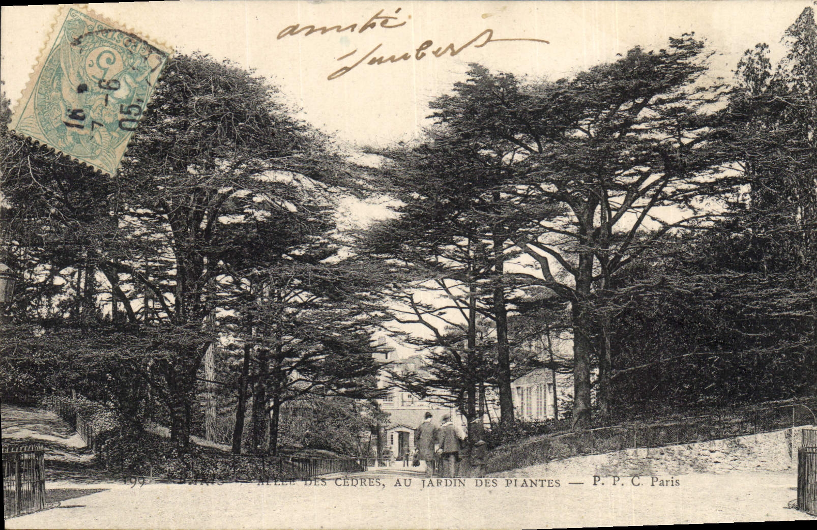 CPA Arbre Paris Allee des cedres au jardin des Plantes