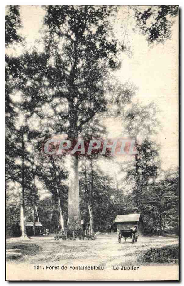 CPA Arbre Foret de Fontainebleau Le Jupiter Automobile