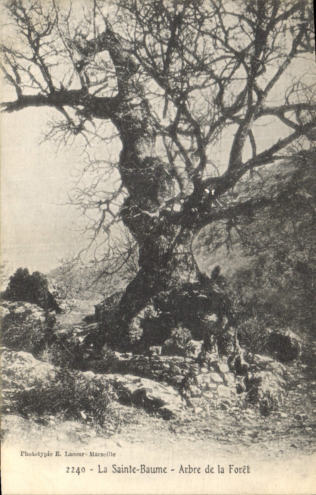CPA Arbre La Sainte Baume Arbre de la foret