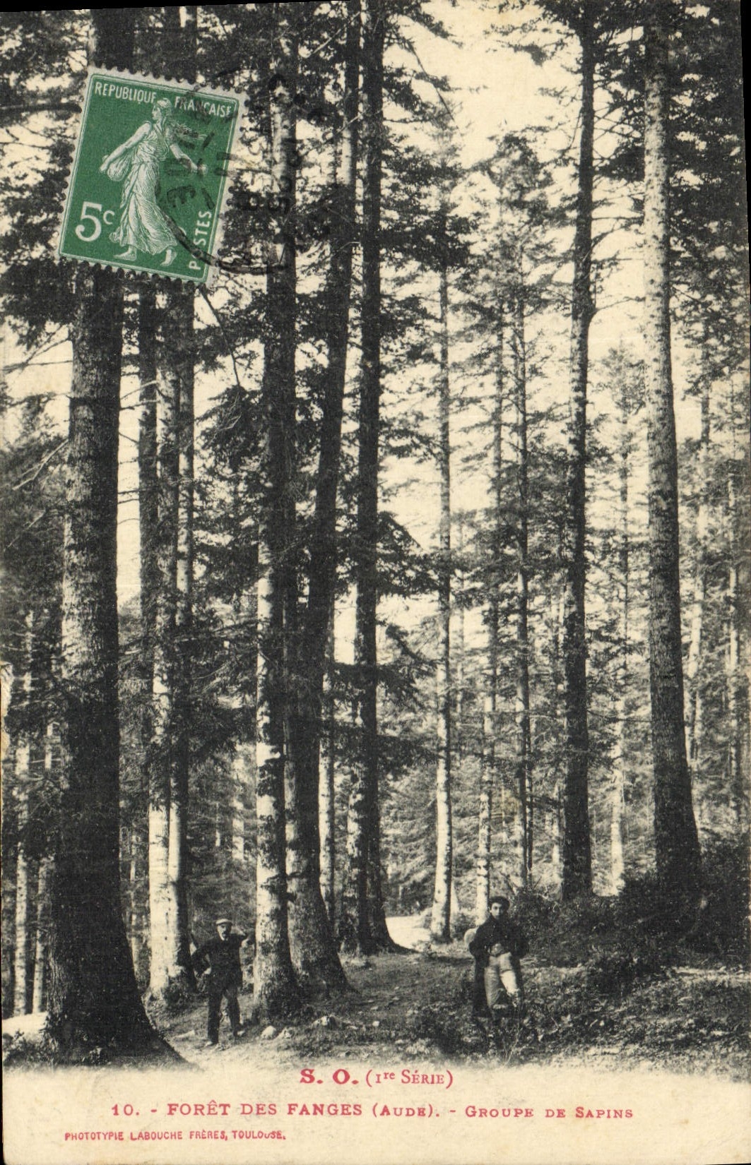 CPA Arbre Foret des Fanges Groupe de sapins