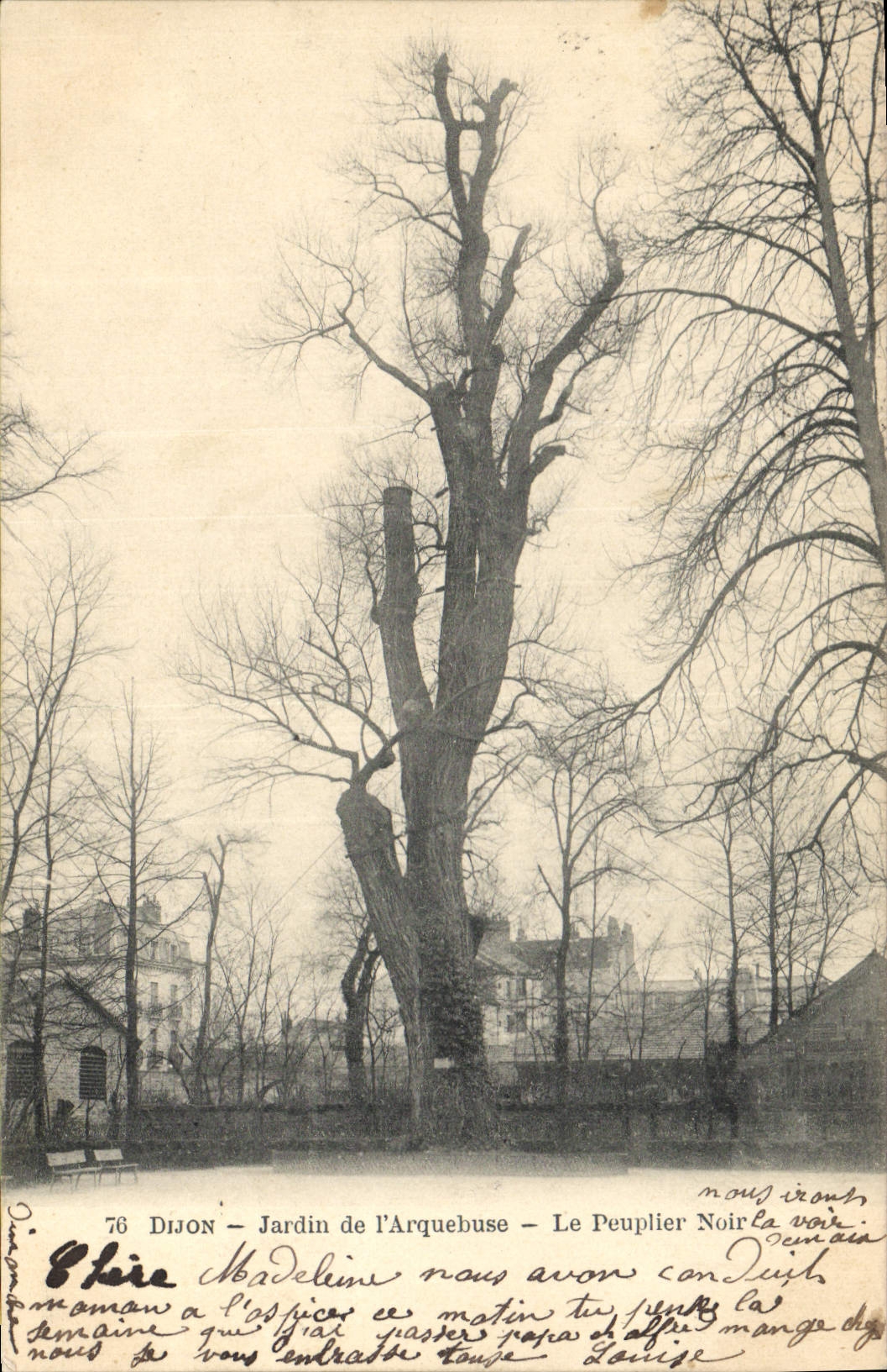 CPA Arbre Dijon Jardin de l'arquebuse Le peuplier noir