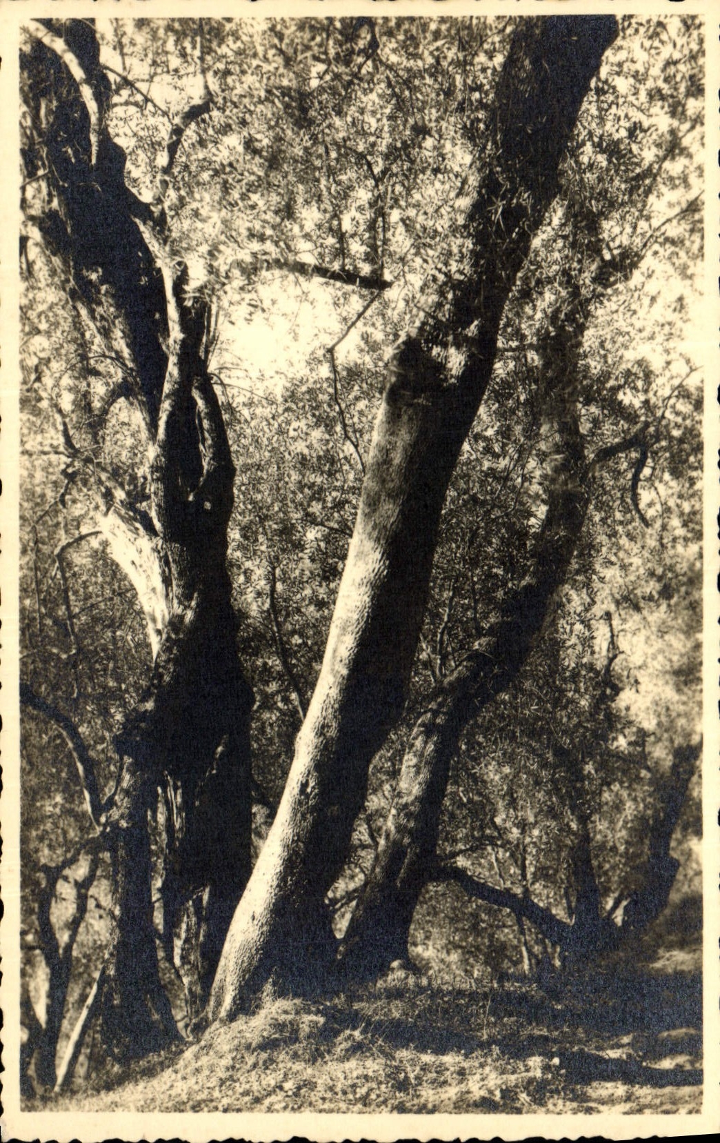 CPA Arbre Cote d'Azur Etude d'oliviers