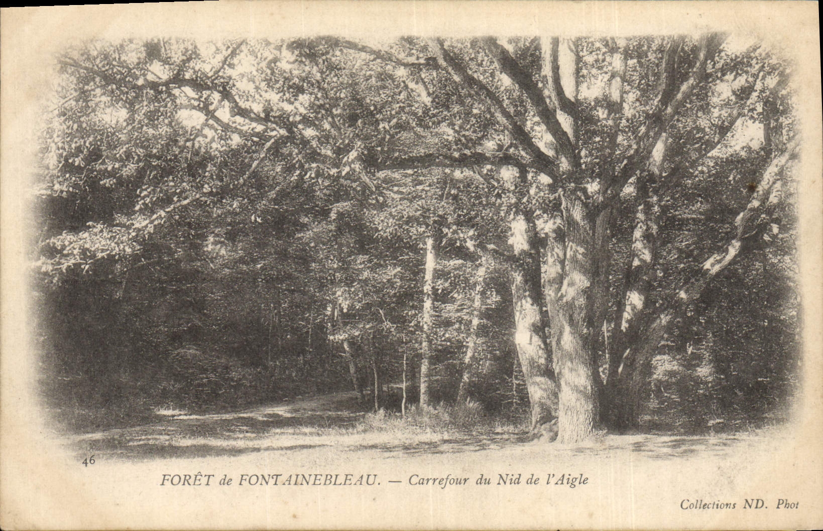 CPA Arbre Foret de Fontainebleau Carrefour du Nid de l'aigle