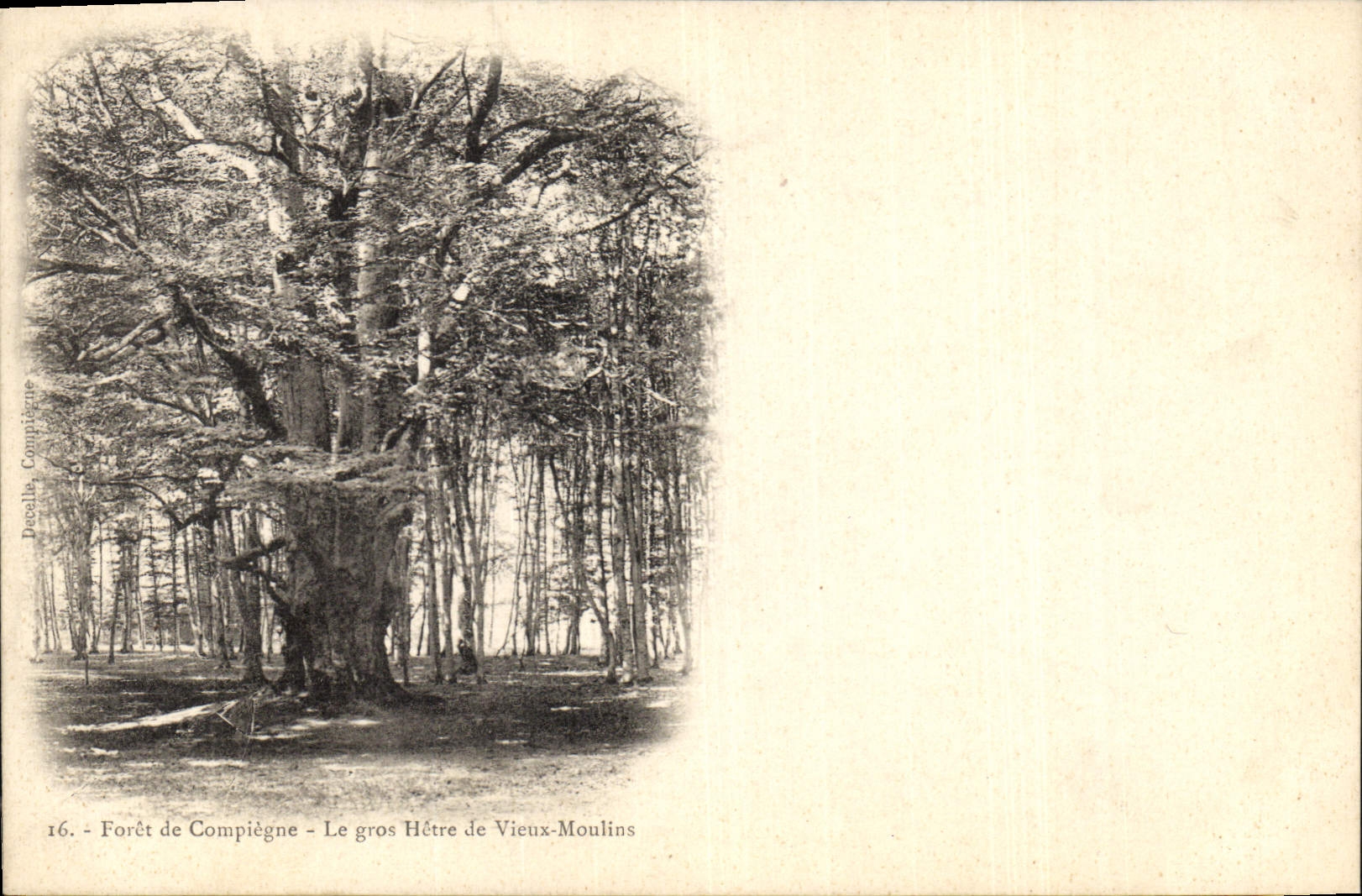 CPA Arbre Foret de Compiegne Le gros hetre de Vieux Moulins