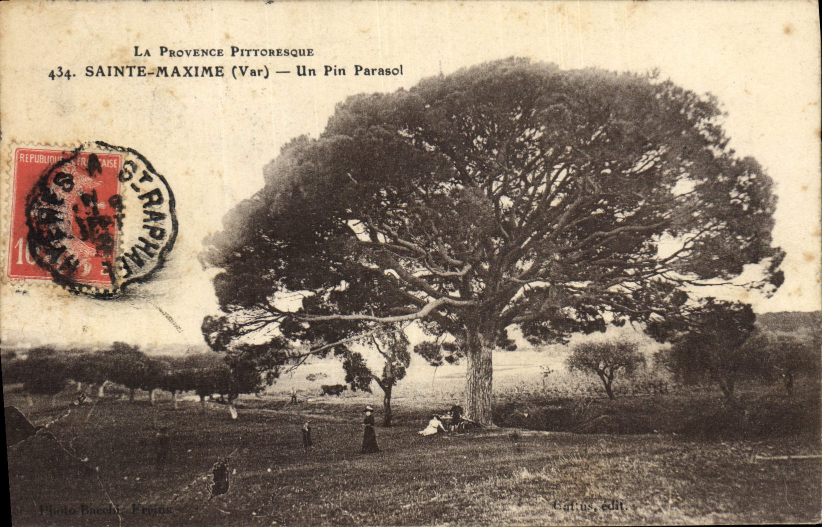 CPA Arbre Sainte Maxime un pin parasol