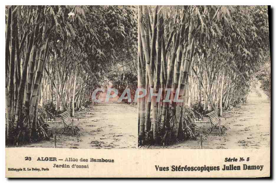 CPA Arbre Alger Allee des bambous Jardin d'essai