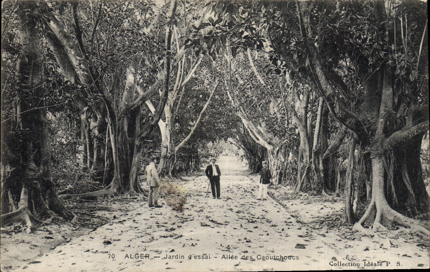 CPA Arbre Alger Jardin d'essai Allee des caoutchoucs