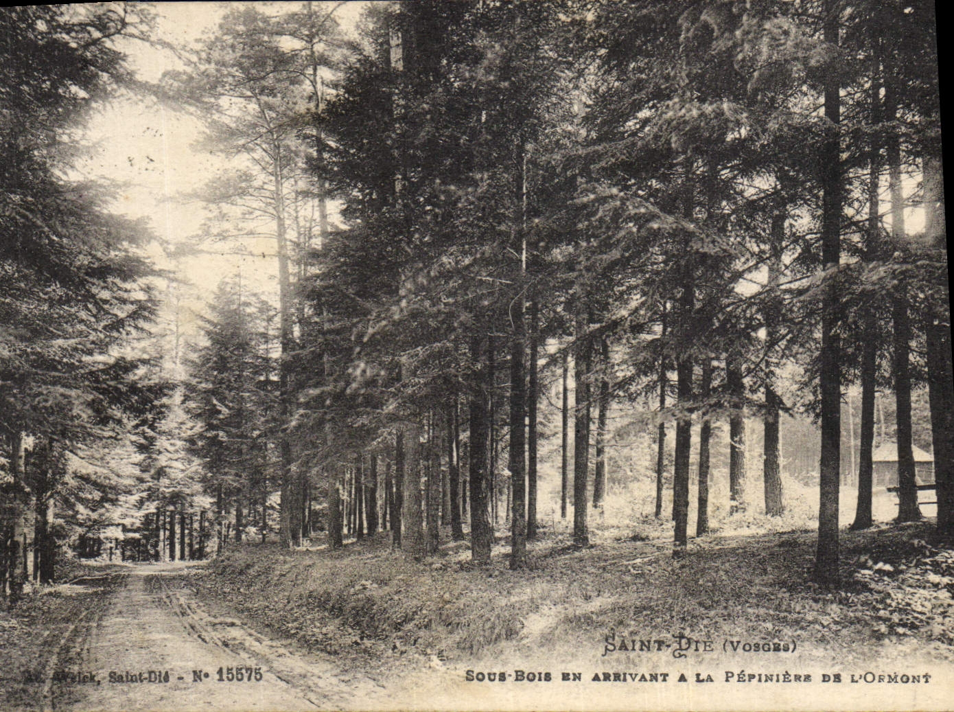CPA Arbre Saint Die Sous bois en arrivant a la Pepiniere de l'Ormont