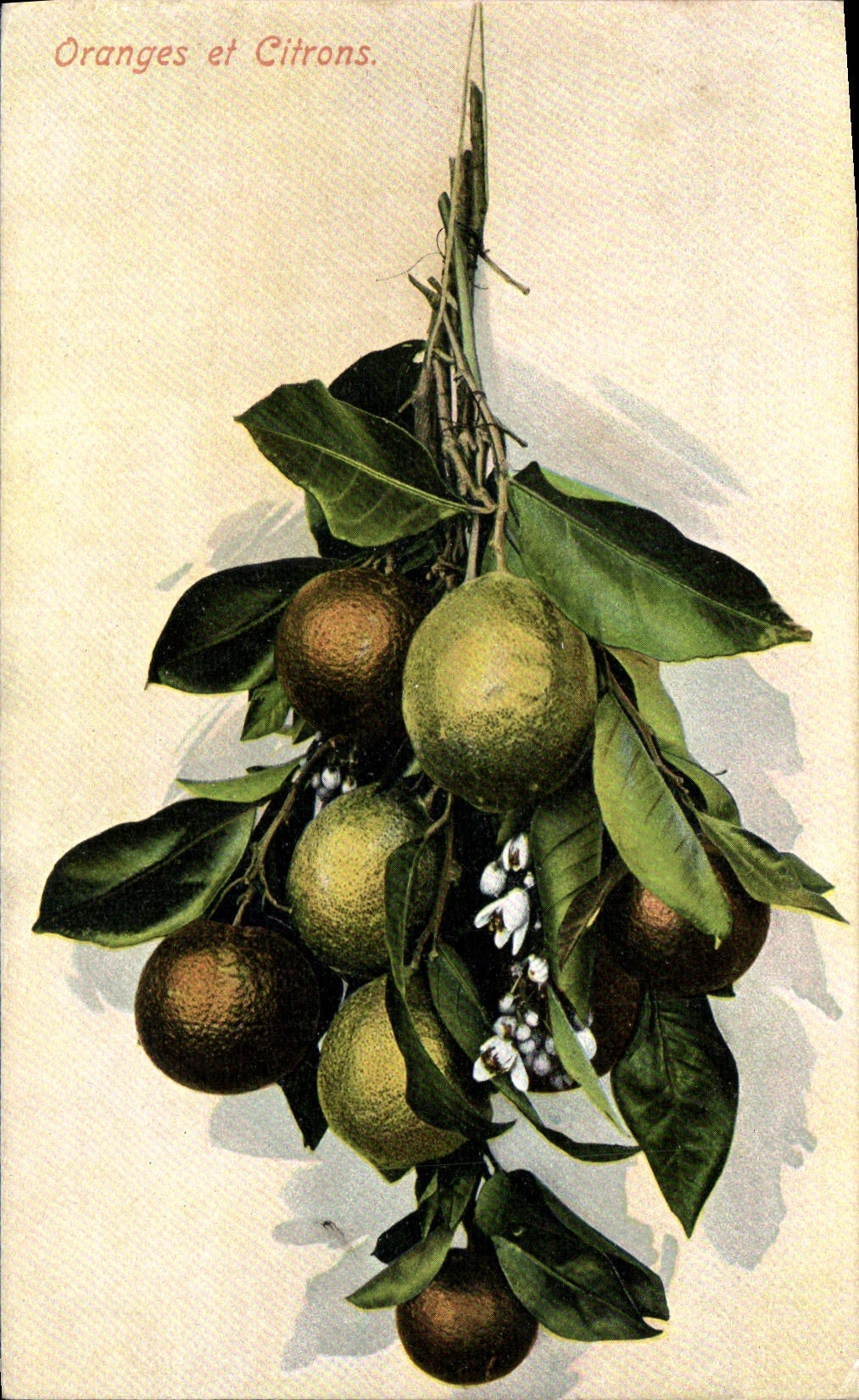 CPA Fantaisie Nature morte Oranges et citrons