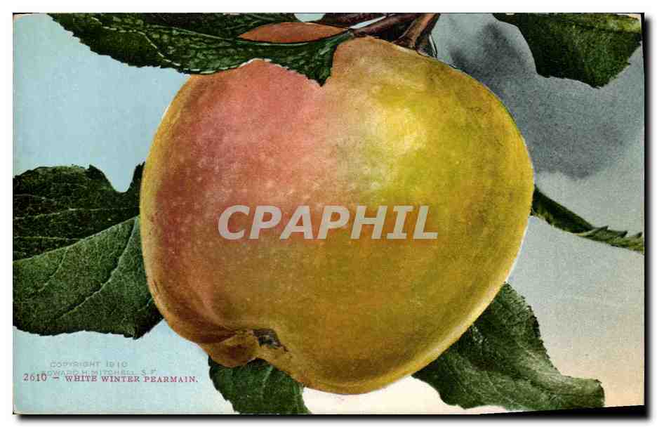 CPA Fantaisie Nature morte White winter permain