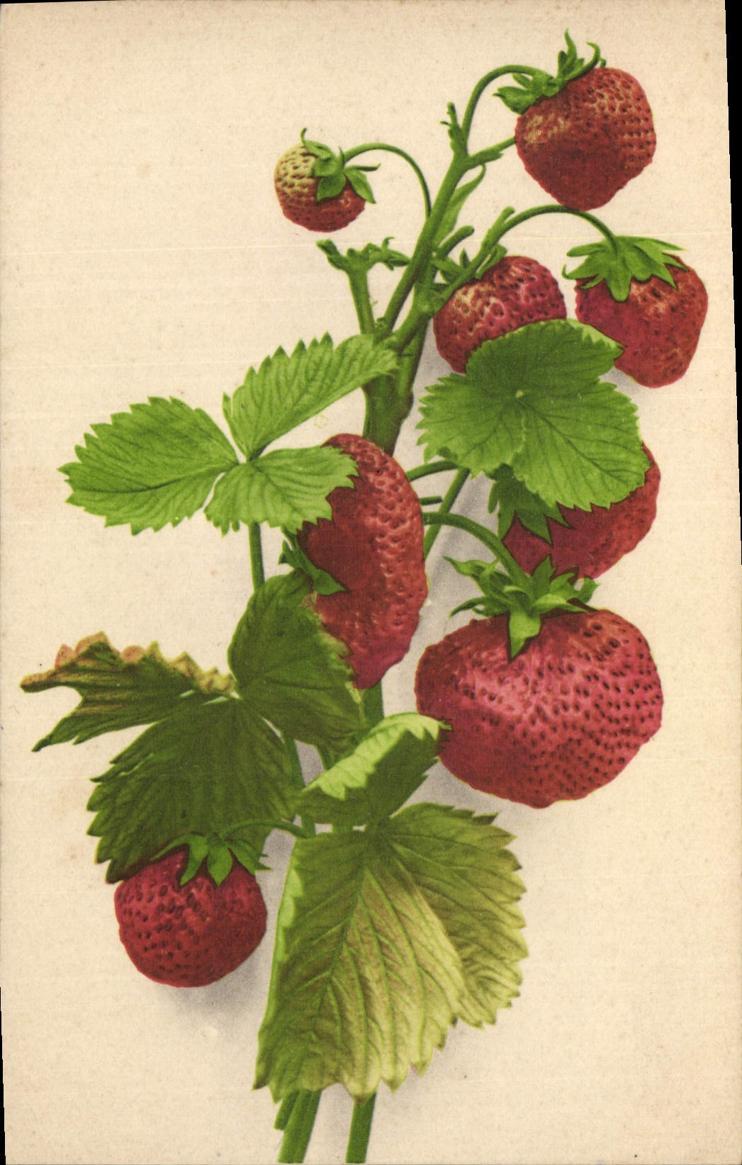 CPA Fantaisie Nature morte Fraises