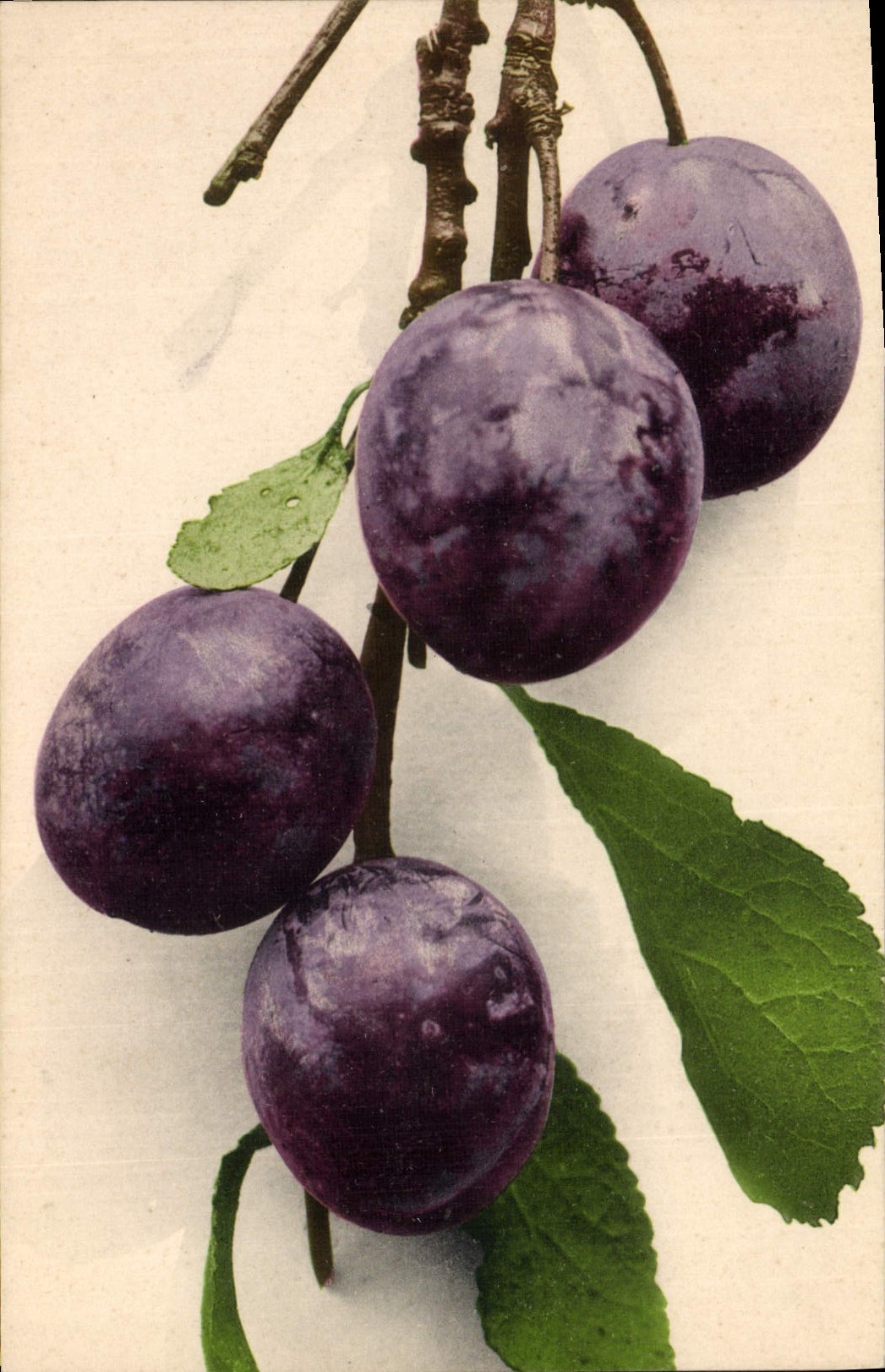 Prunus domestica — fruits sur branche — Series Natura x. 1