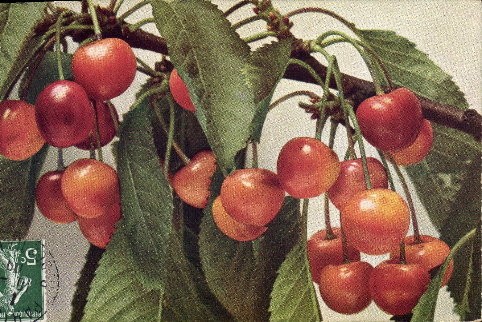 CPA Fantaisie Nature morte Cerises