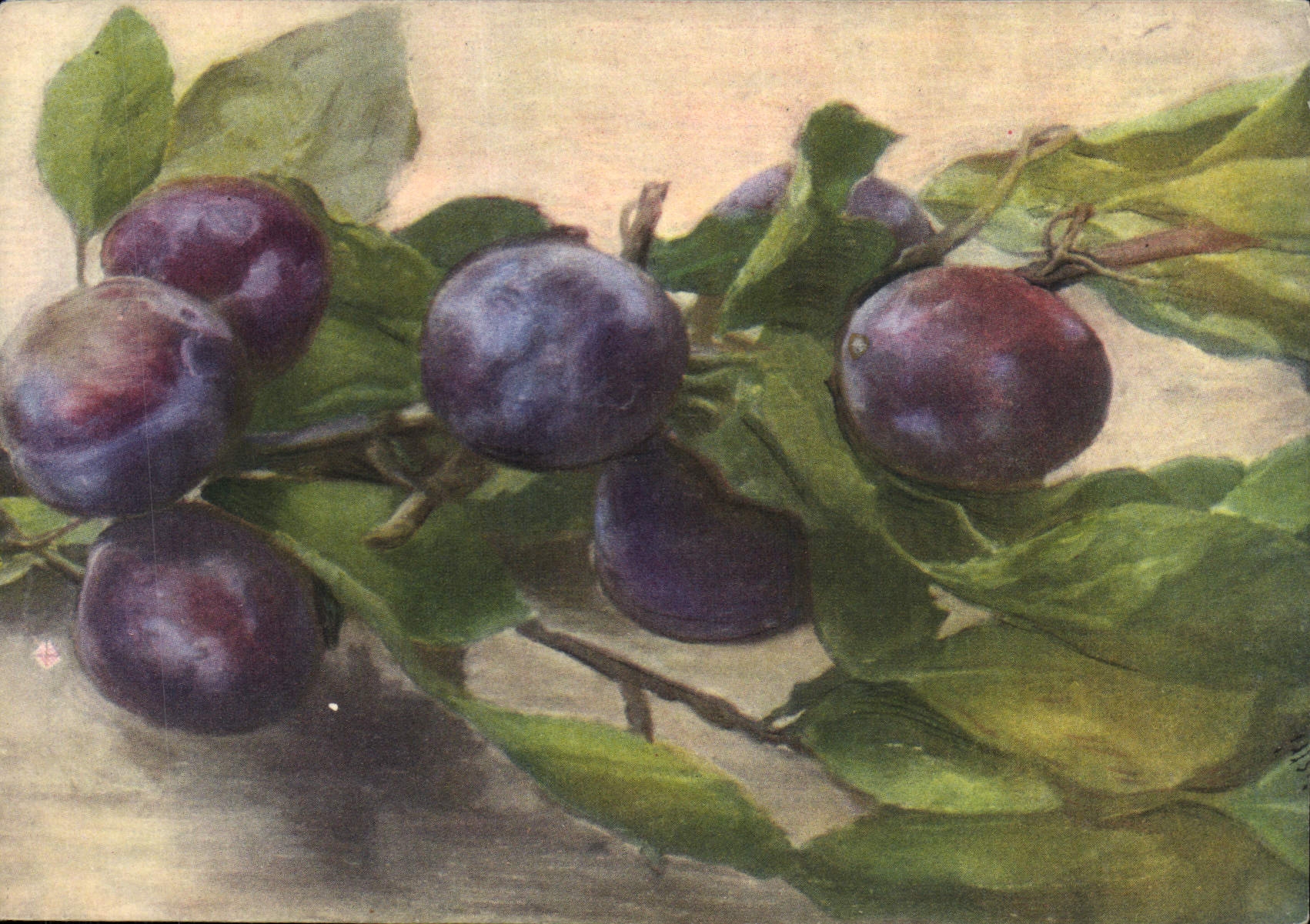 CPA Fantaisie Nature morte Prunes