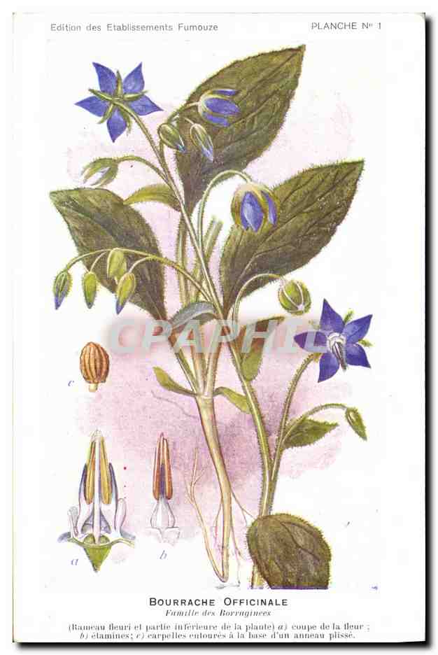 Bourrache officinale — Planche n°1 — Édition des Etablissements Fumouze