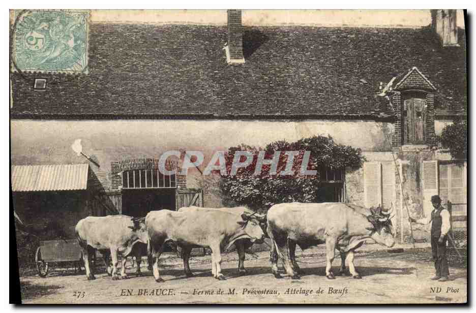 CPA Folklore Paysans En Beauce Ferme de M Prevosteau Attelage de boeufs TOP