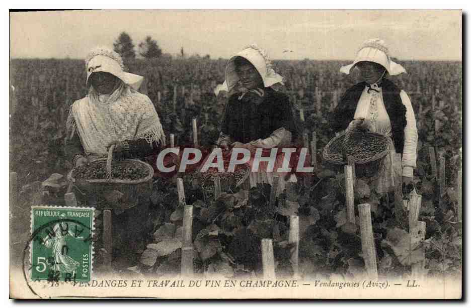 Traubenlese und Weinherstellung in Champagne — Traubenleserinnen (Avize) — LL.