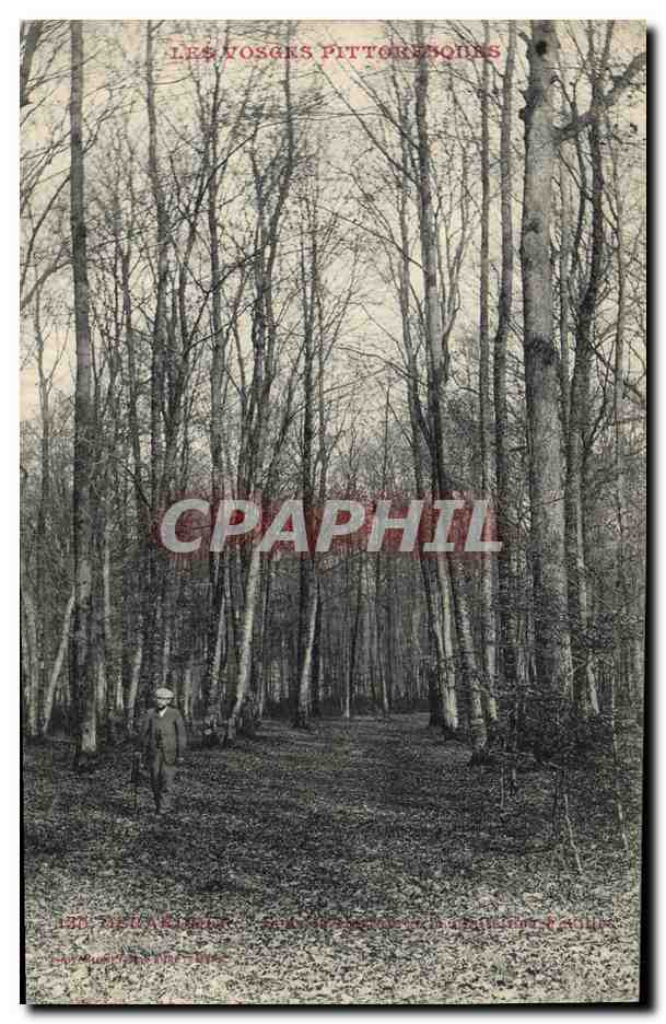 CPA Arbre Vosges Gerardmer