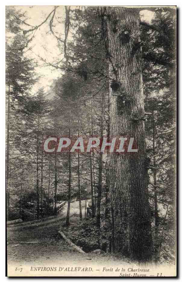 CPA Arbre Environs d'Allevard Foret de la Chartreuse Saint Huron