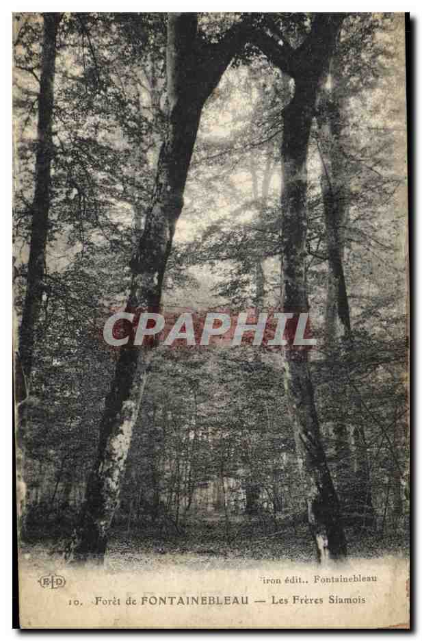 CPA Arbre Foret de Fontainebleau Les freres Siamois