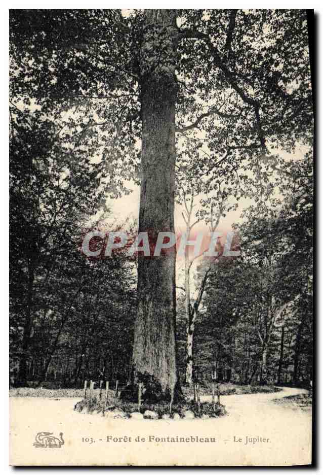 CPA Arbre Foret de Fontainebleau Le Jupiter