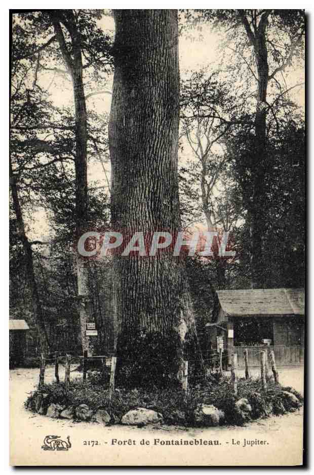 CPA Arbre Foret de Fontainebleau Le Jupiter