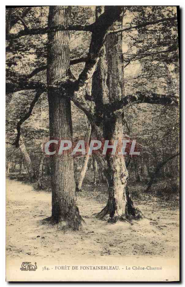 CPA Arbre Foret de Fontainebleau Le chene charme