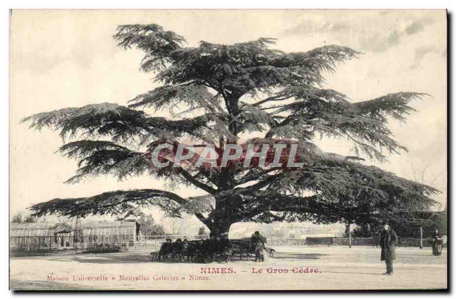 CPA Arbre Nimes Le gros cedre