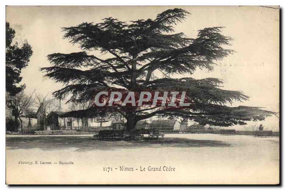 CPA Arbre Nimes Le grand cedre
