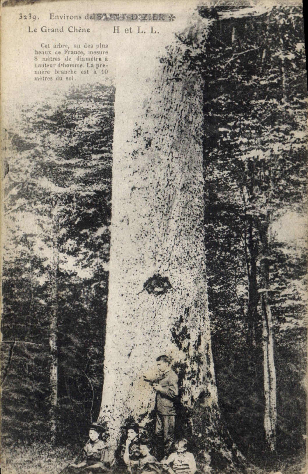 CPA Arbre Environs de Saint Dizier Le grand chene (animee)