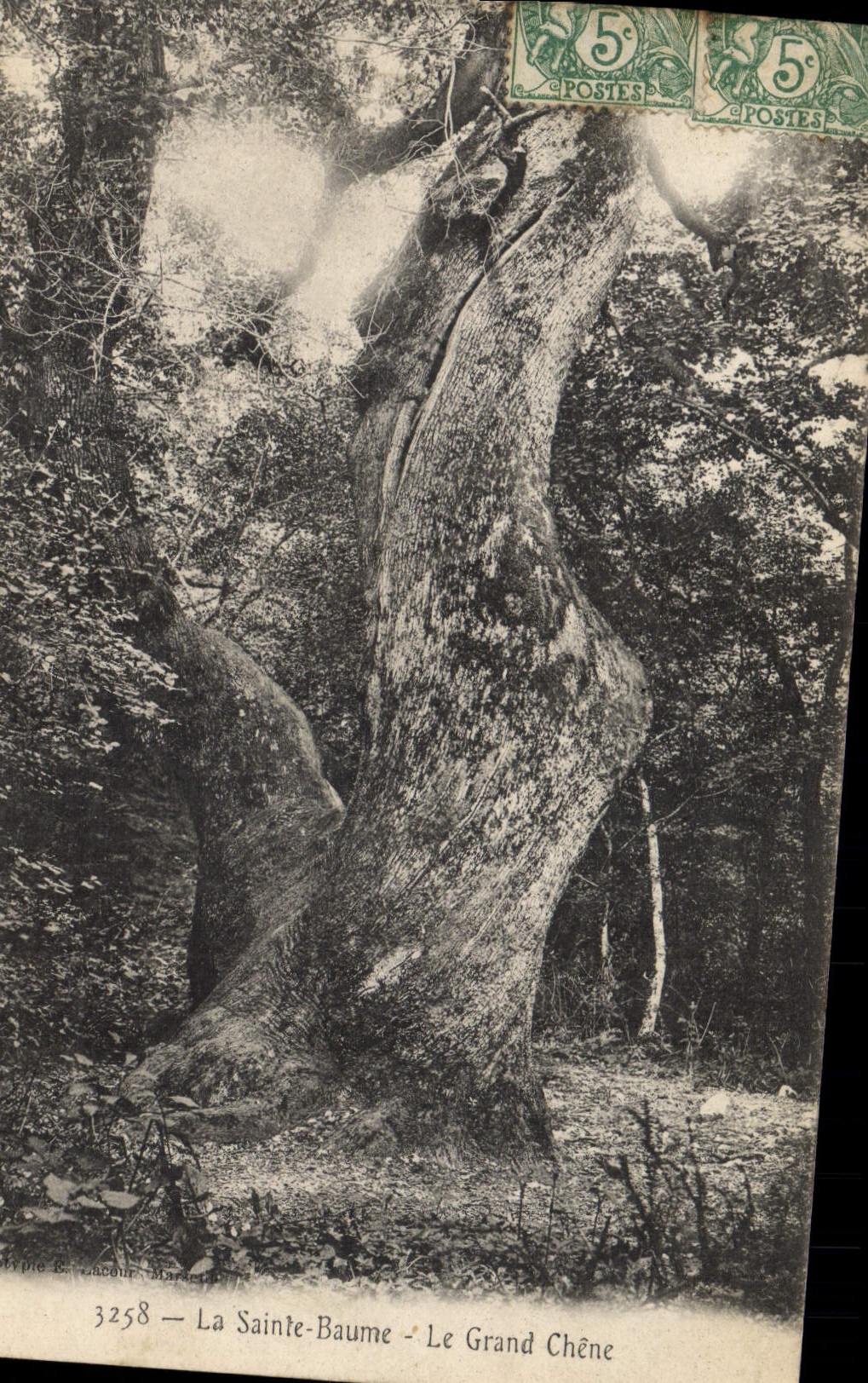 CPA Arbre La Sainte Baume Le grand chene