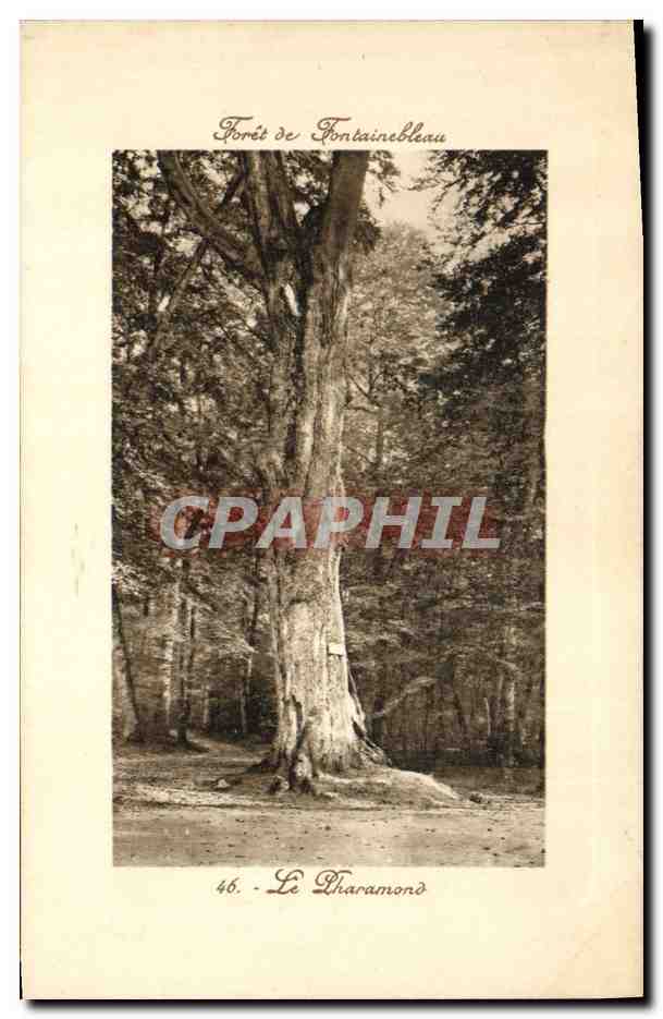 CPA Arbre Foret de Fontainebleau Le Pharamond
