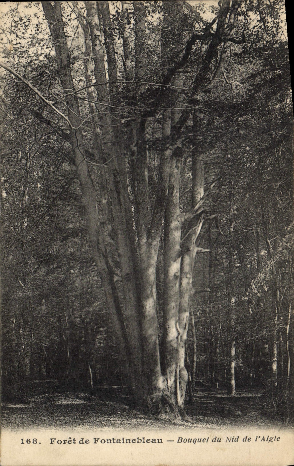 CPA Arbre Foret de Fontainebleau Bouquet du Nid de l'aigle