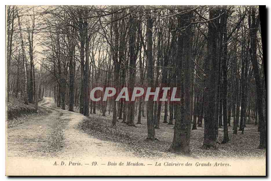 CPA Arbre Bois de Meudon La clairiere des grands arbres