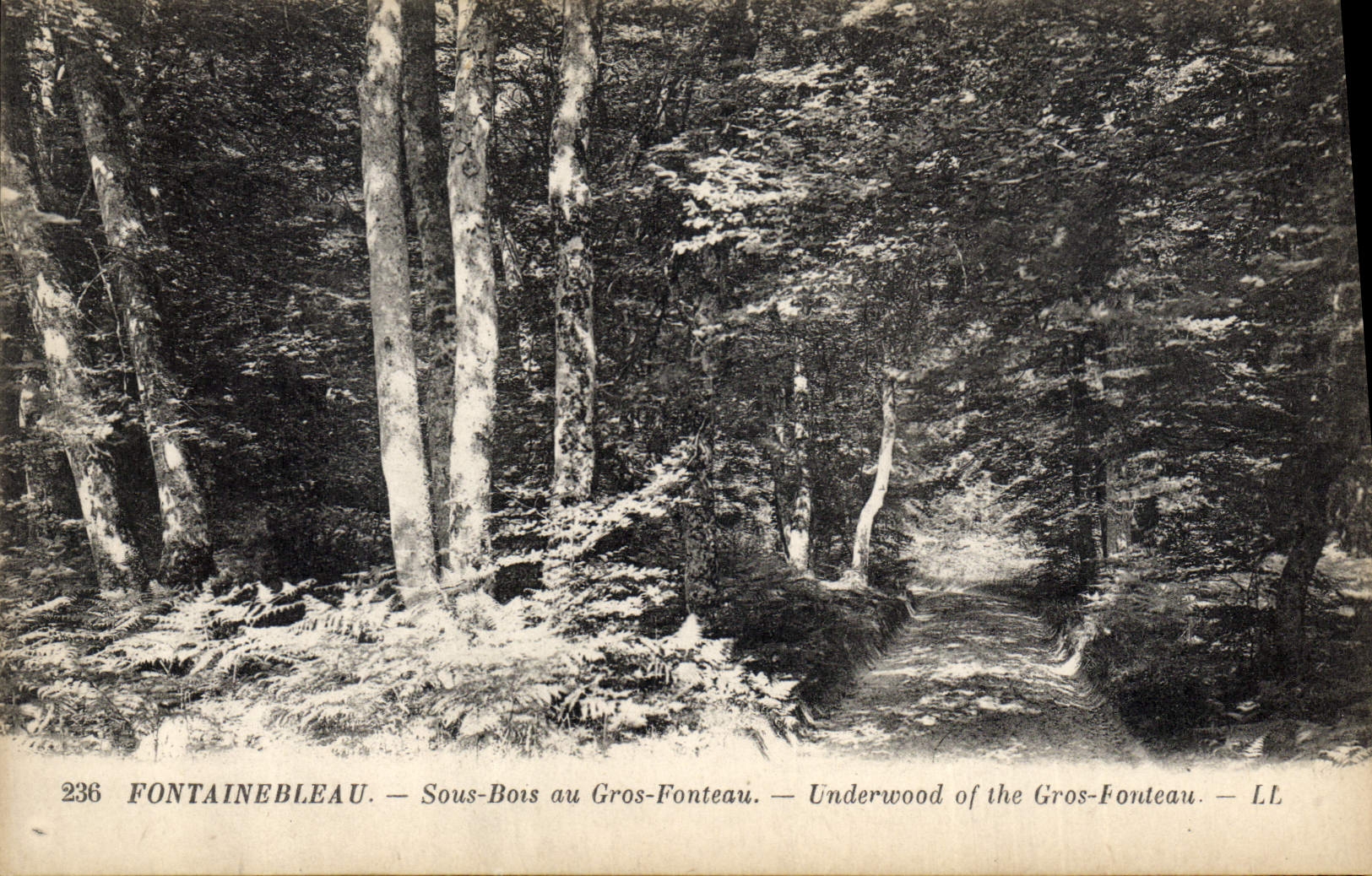 CPA Arbre Foret de Fontainebleau Sous bois au Gros Fonteau 
