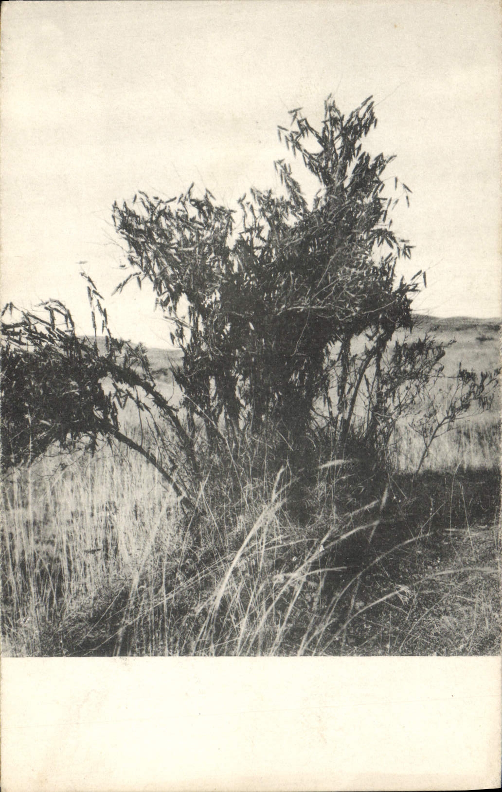 CPA Arbre Sauterelles Addis Abeba Ethiopie Insectes