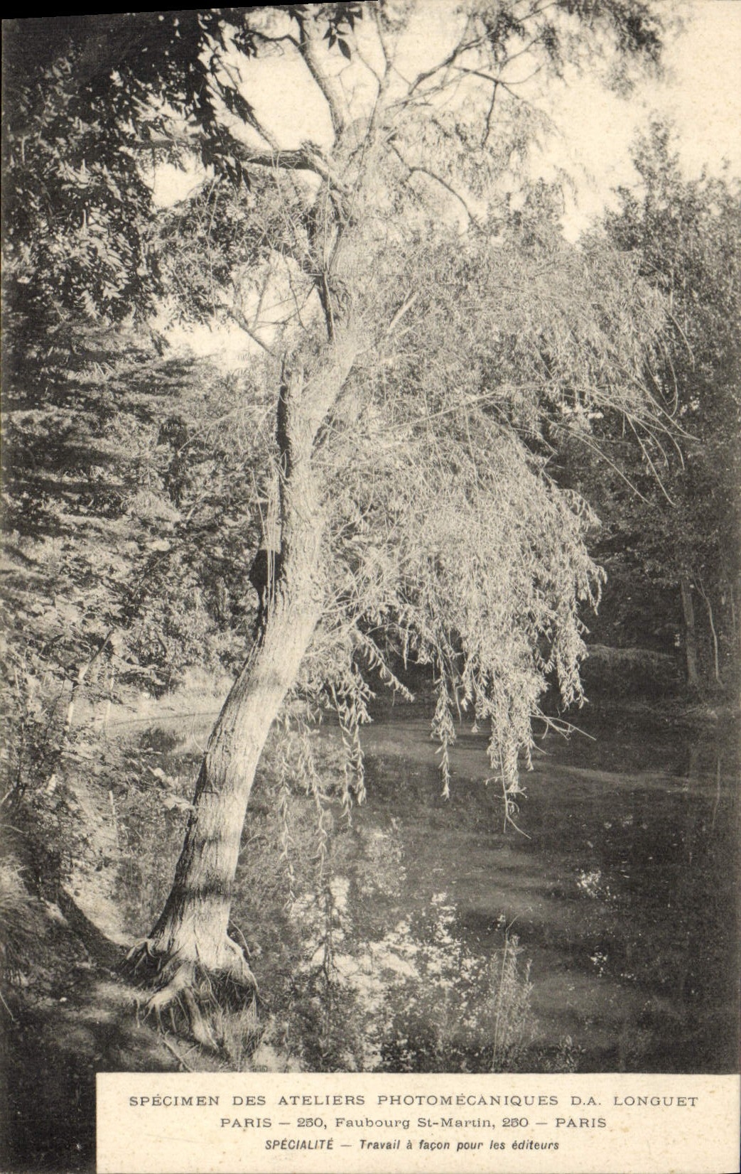 Arbre au bord d'un cours d'eau — Spécimen des Ateliers Photomécaniques D.A. Longuet, Paris